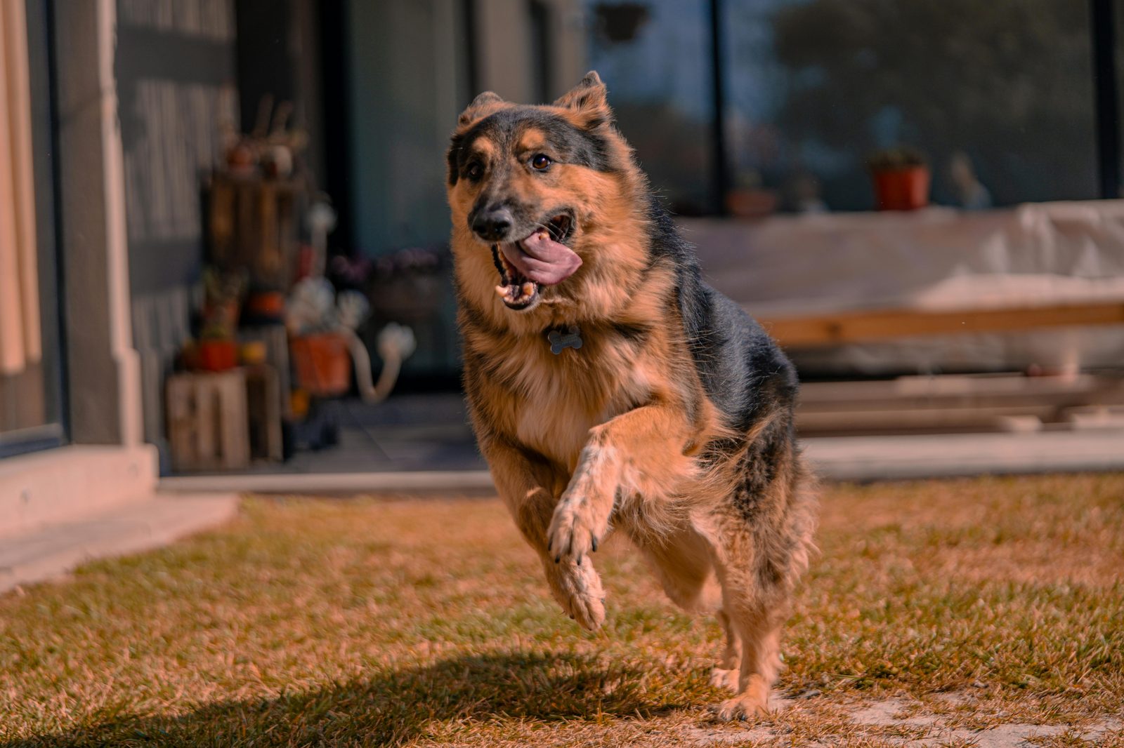 German Shepherd leaping