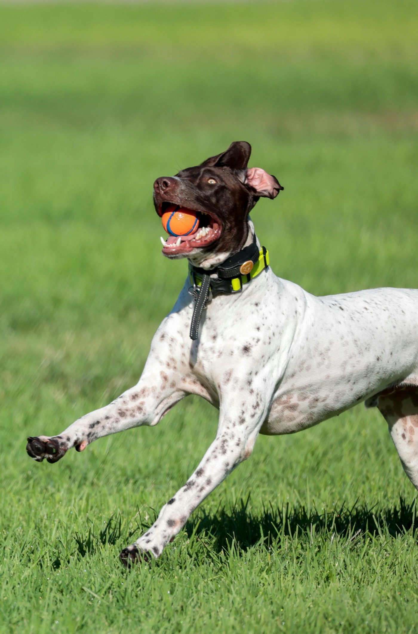 Pointer sport dog
