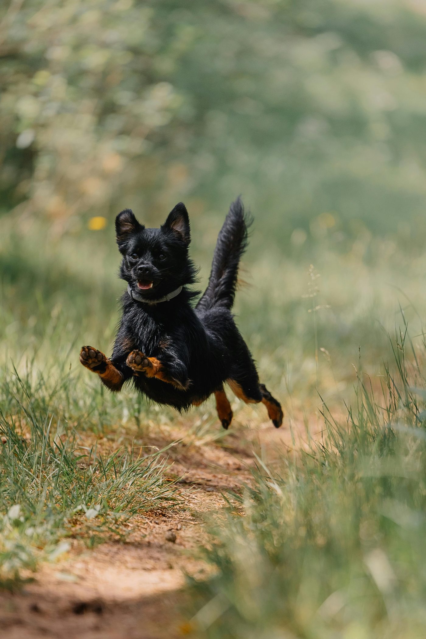 Small dog mid-air