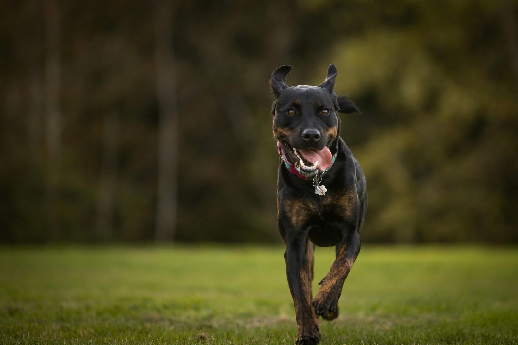 Athletic dog running through field